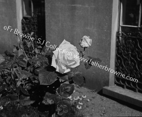 ROSES IN BLACKROCK CONVENT